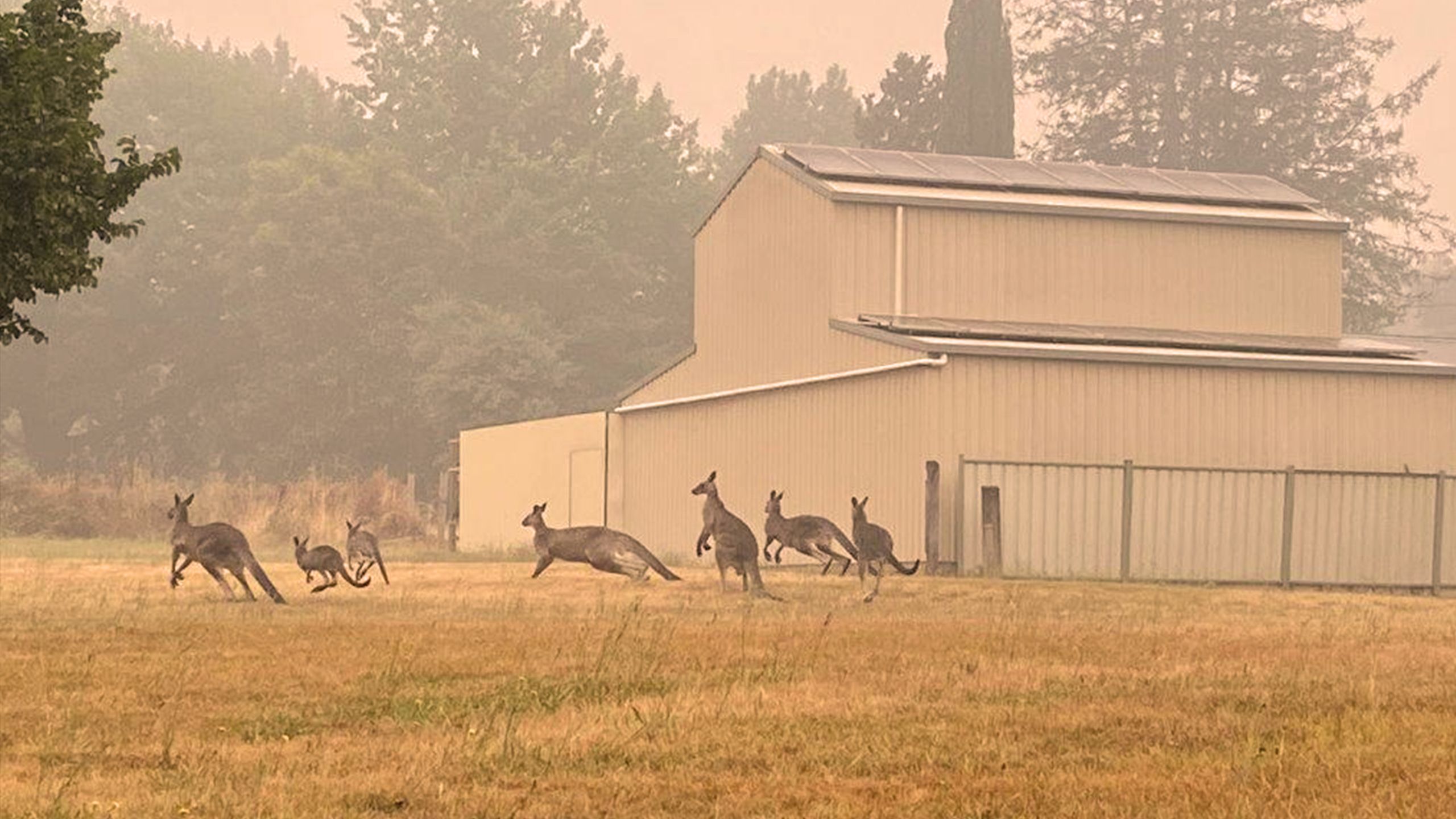 Kangaroos at Bright
